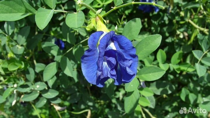 Анчан синий чай 25 г