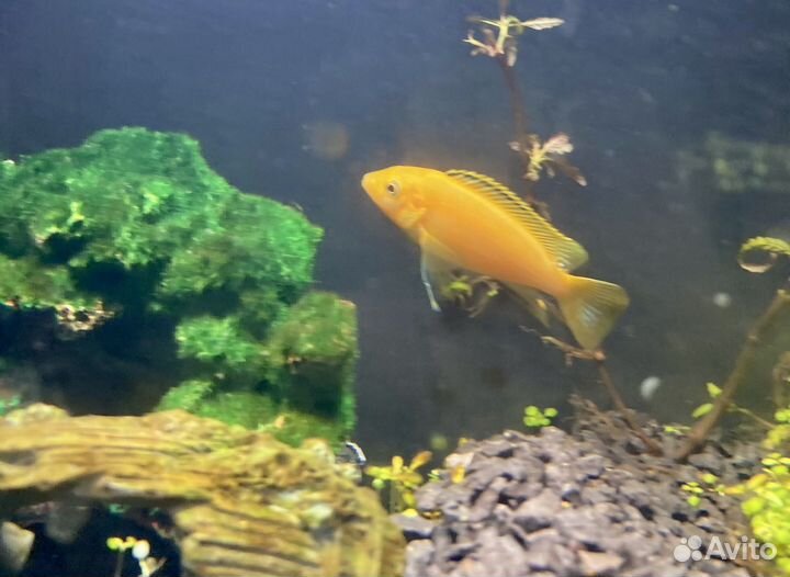 Цихлида еллоу