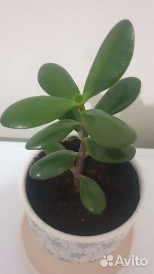 Толстянка (денежное дерево)