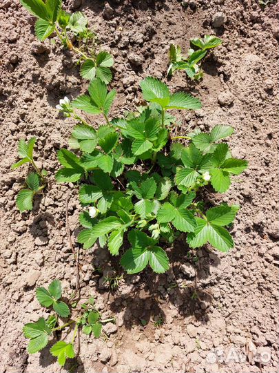 Клубника (садовая земляника), рассада