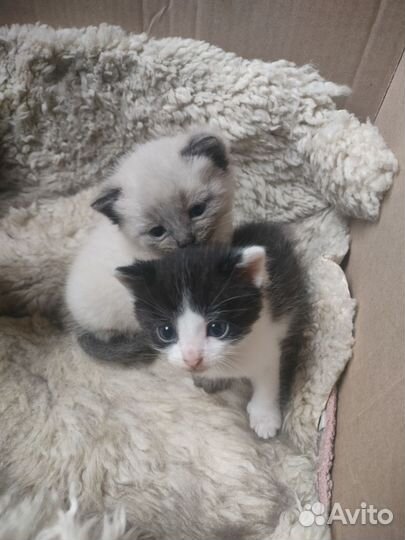Котята