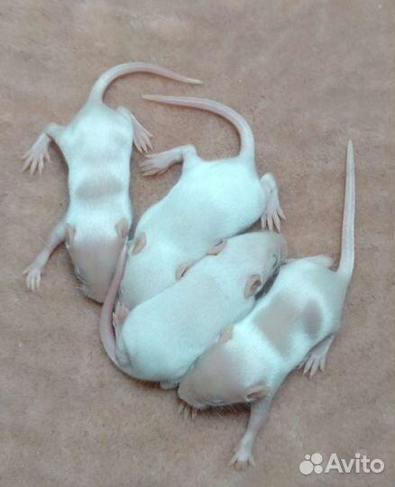 Мыши декоративные