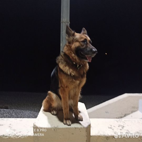 Щенки немецкой овчарки