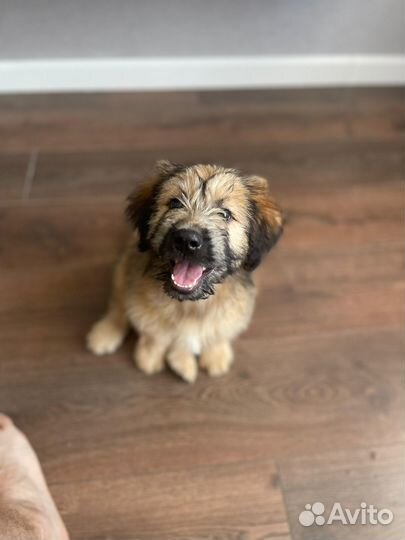 Отдам в добрые руки