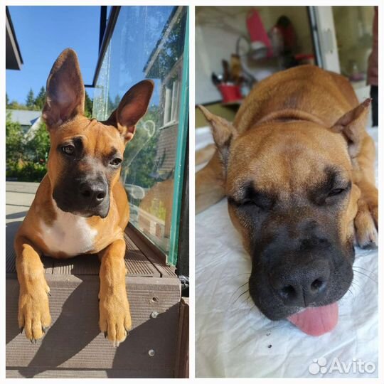 Ветеринарный врач. Купирование ушей,кастрация