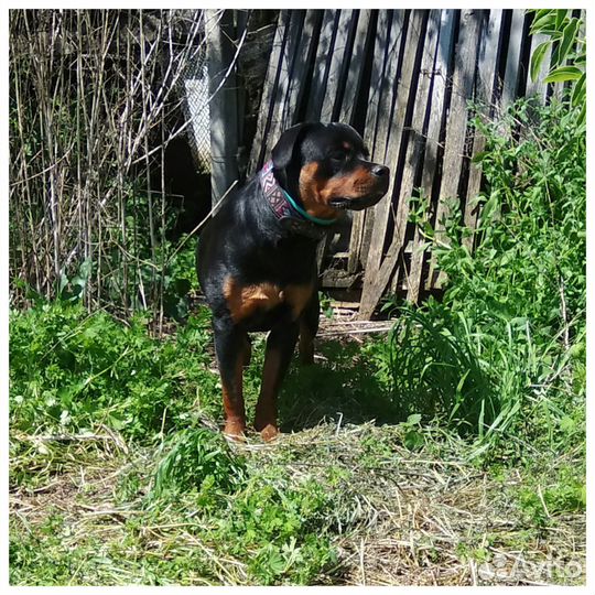 Девочка в ответственные руки