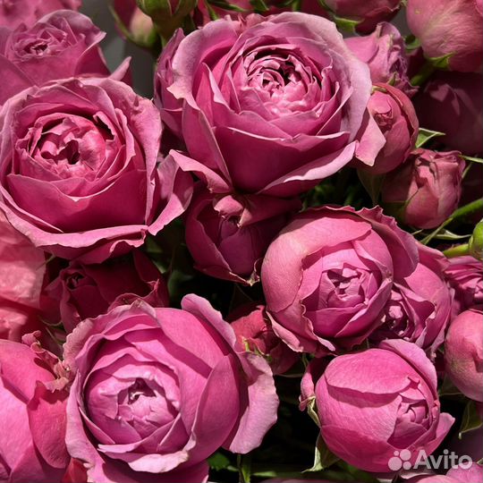 Кустовая роза /букеты/доставка