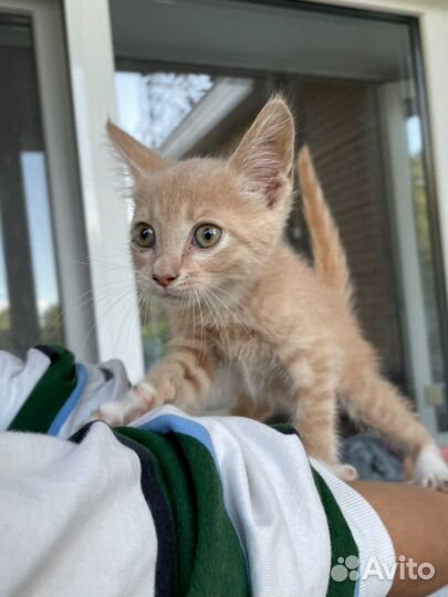 Нежно-рыжий персиковый котенок