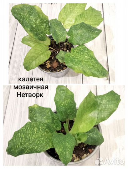 Калатеи, Строманты