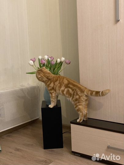 Шотландский кот вязка