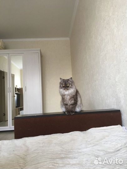 Кошка в дар бесплатно