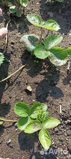 Клубника сорт Азия