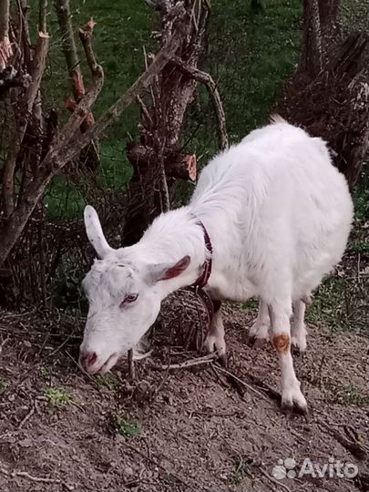 Зааненская дойная коза