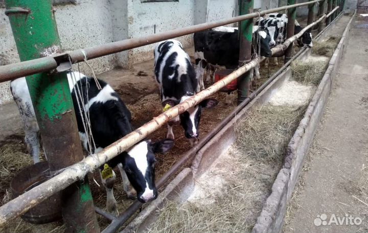 Бычки и телята