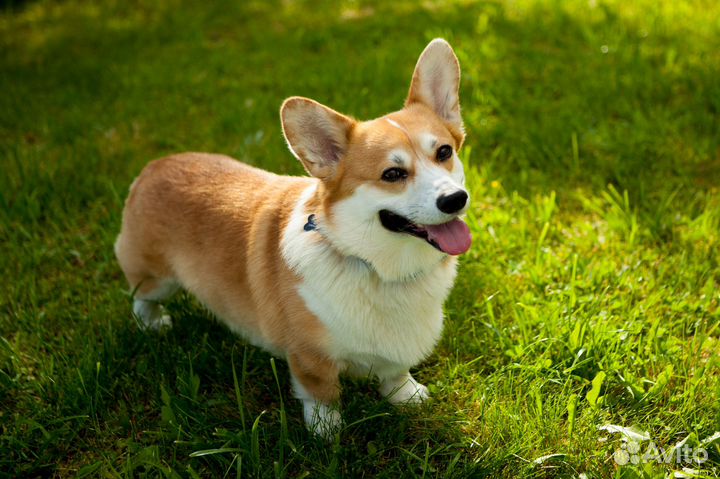 Вельш-корги пемброк вязка, Кобель, Чемпион