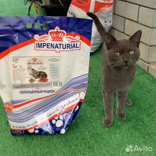 Корм для кошек