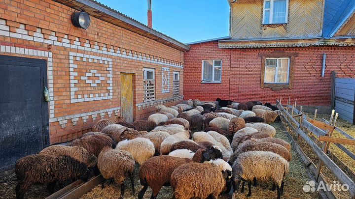 Продам Баранов и Овец