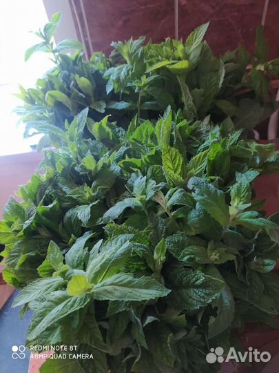 Мята свежая