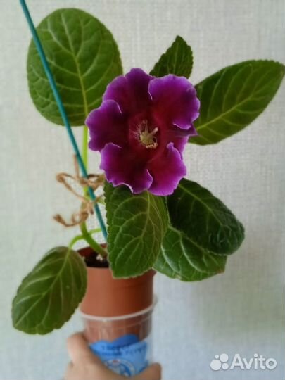 Глоксиния цветущая