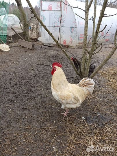 Петухи разных пород
