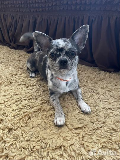 Вязка кобель чихуахуа