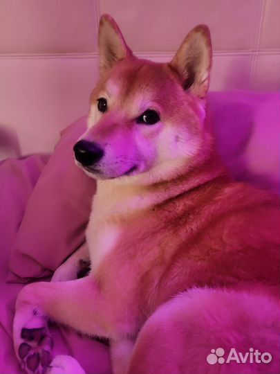 Собака модель для фотосессии Сиба-ину