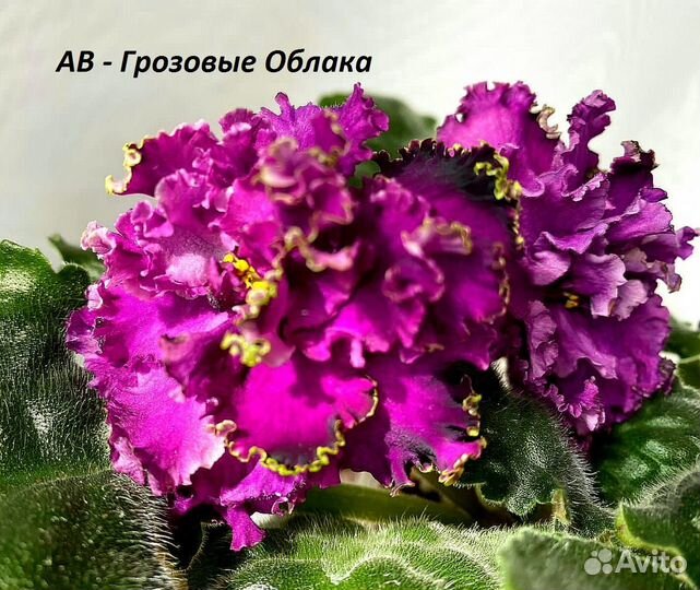 Сортовые фиалки