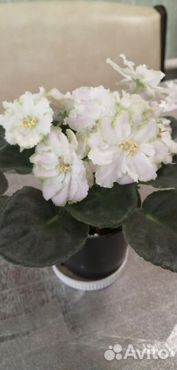 Фиалки сортовые