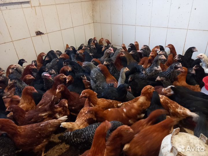 Продаются несушки