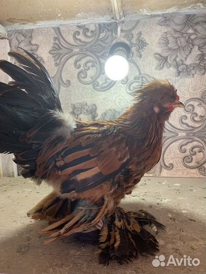 Продам петушков