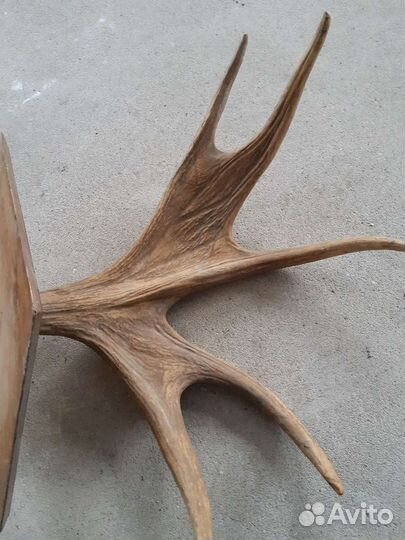 Продам рога лося