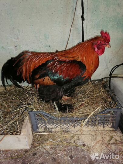 Петух