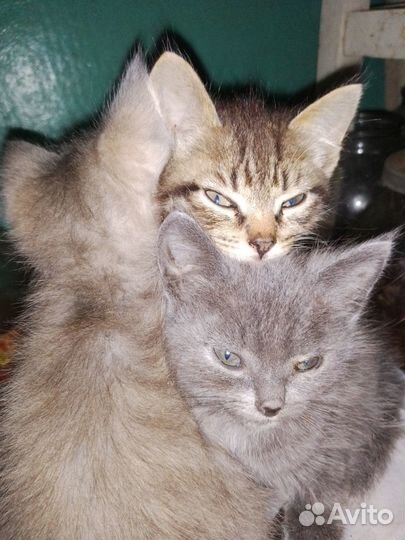 Домашние животные кошки