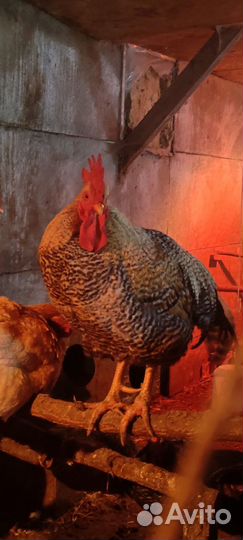 Петухи породы доминант крапчатый