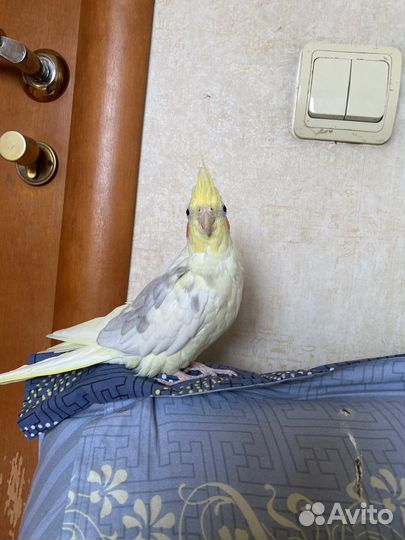 Продам 2-х птиц с клеткой