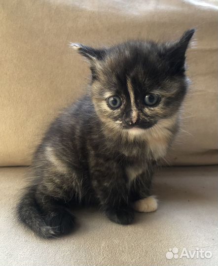 Котята в любящие руки бесплатно