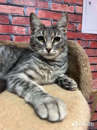 Кошечка с выразительными глазами Алиса 2 года