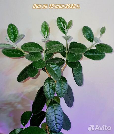 Фейхоа высота 1м, Фитосветильник светодиодный