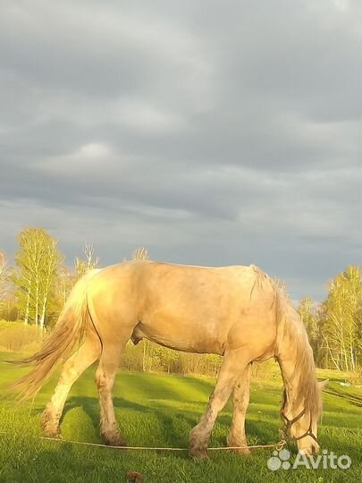 Продажа лошадь жеребец