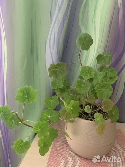 Пеларгония герань плющелистная в цветочном горшке