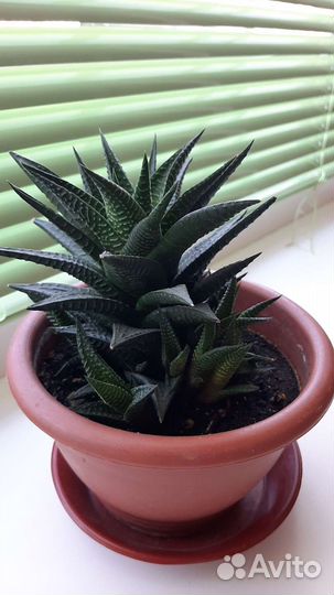 Комнатные цветы