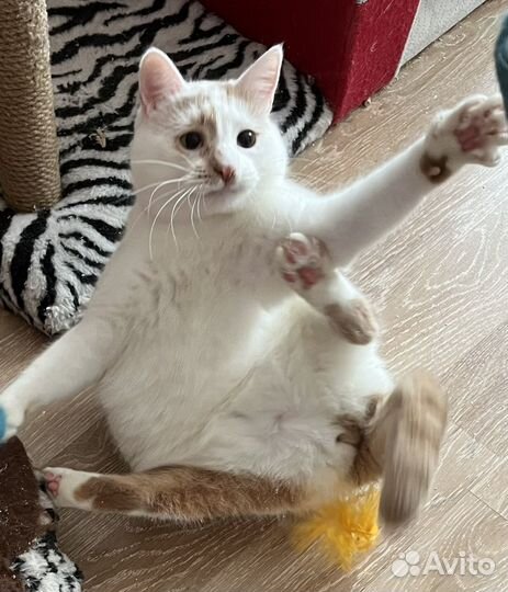 Спасенный котик