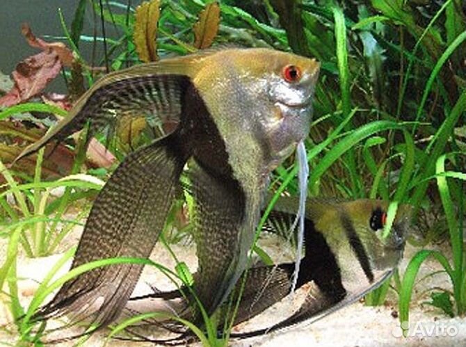 Скалярии. Черные, ситцевые, золотые. Аквариум. Фон