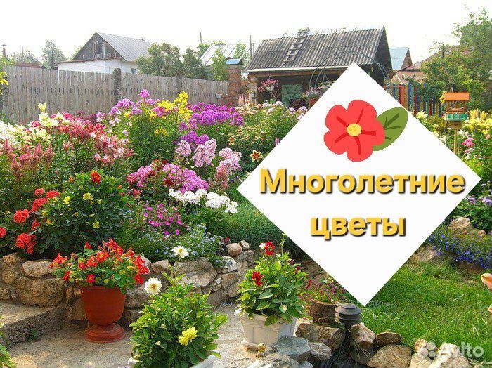 Многолетники для сада цветы