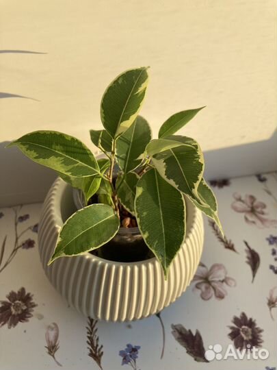 Фикус бенджамина пестролистный
