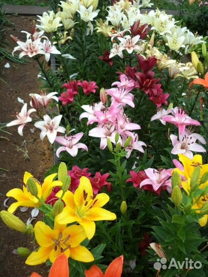 Лилии луковицы на посадку