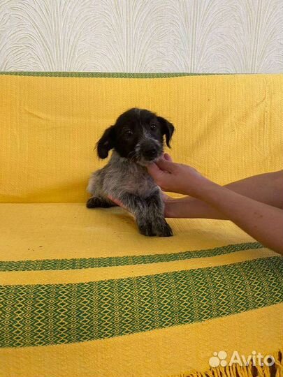 Тотошка щенок от маленькой собачки