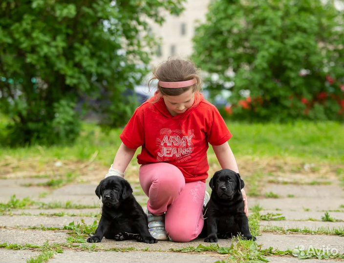Щенки лабрадора