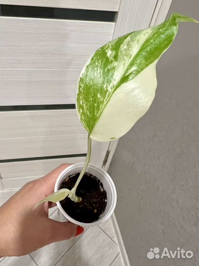 Монстера Альба