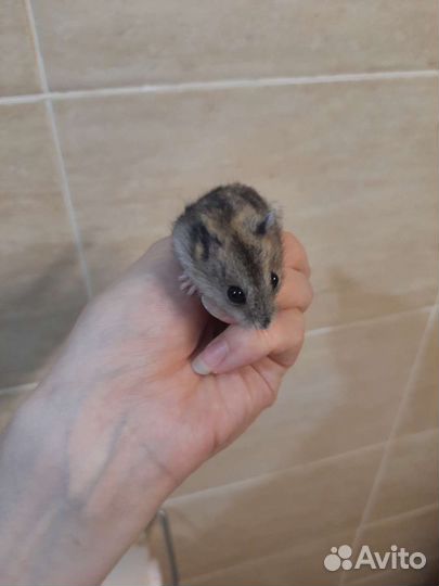 Джунгарский хомячок девочка